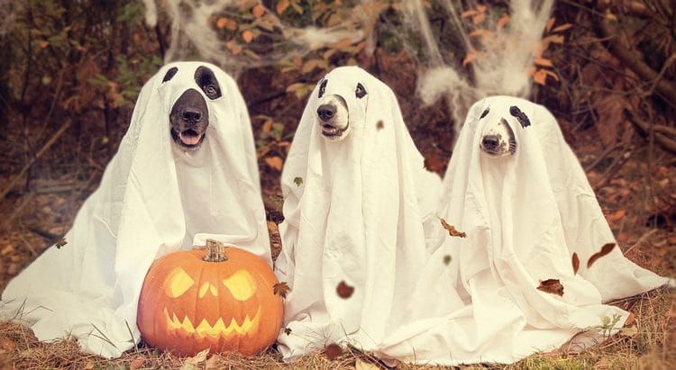 Idee Costumi Halloween